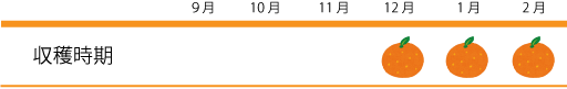 収穫時期は12月頃～2月頃