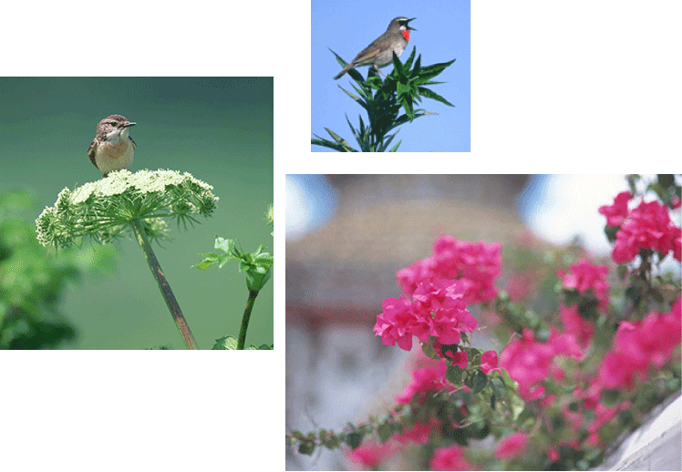 開花と野鳥情報
