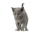 子猫の写真