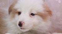 子犬の写真