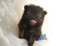 子犬の写真