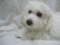 子犬の写真