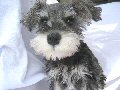 子犬の写真