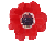 anemone