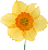 duffodil