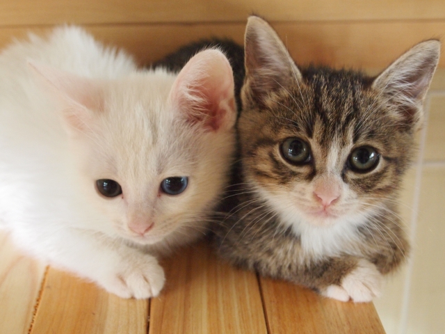 仔猫