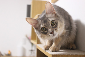 猫ちゃん