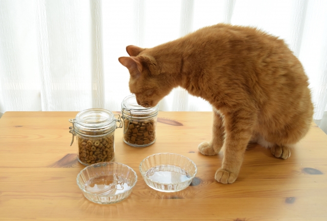 猫の食事