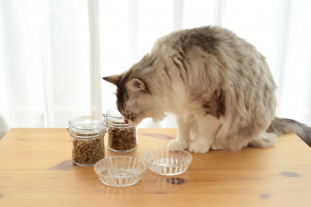 大人猫
