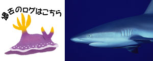 過去の海ログ