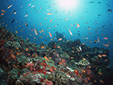 過去の海ログ