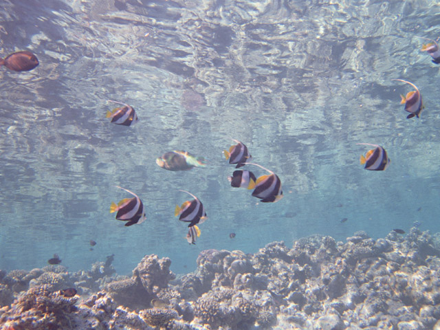 浅瀬の魚