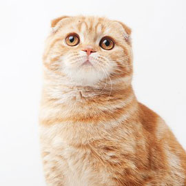 猫カフェchantilly
