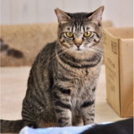 猫カフェchantilly