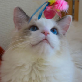 猫カフェchantilly
