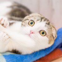 猫カフェchantilly