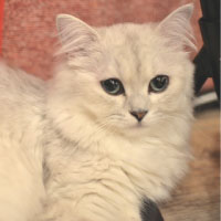 猫カフェchantilly