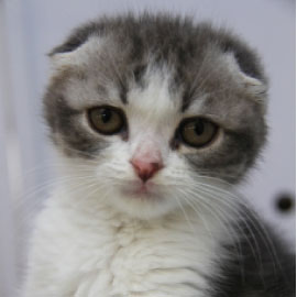 猫カフェchantilly