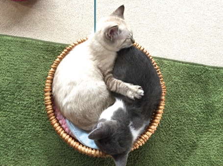 猫カフェchantilly