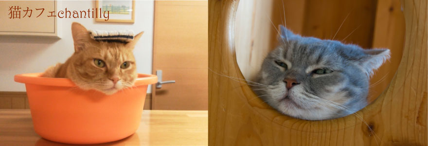 猫カフェ・chantilly