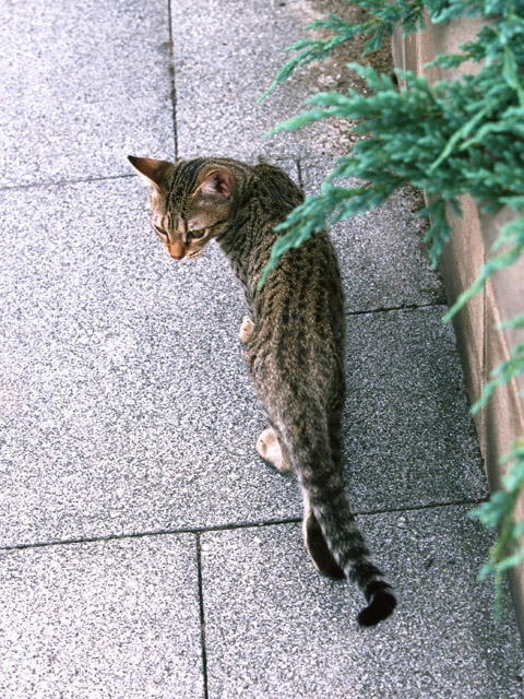 迷い猫おーちゃん