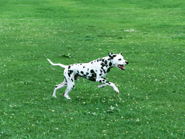 dogrun