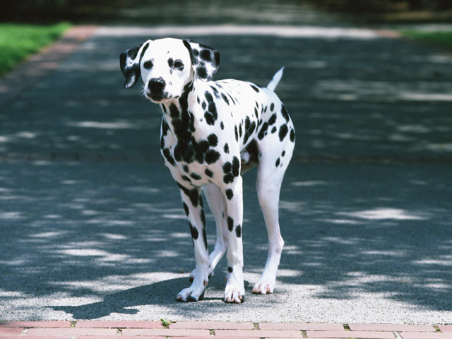 看板犬ブルーノの写真