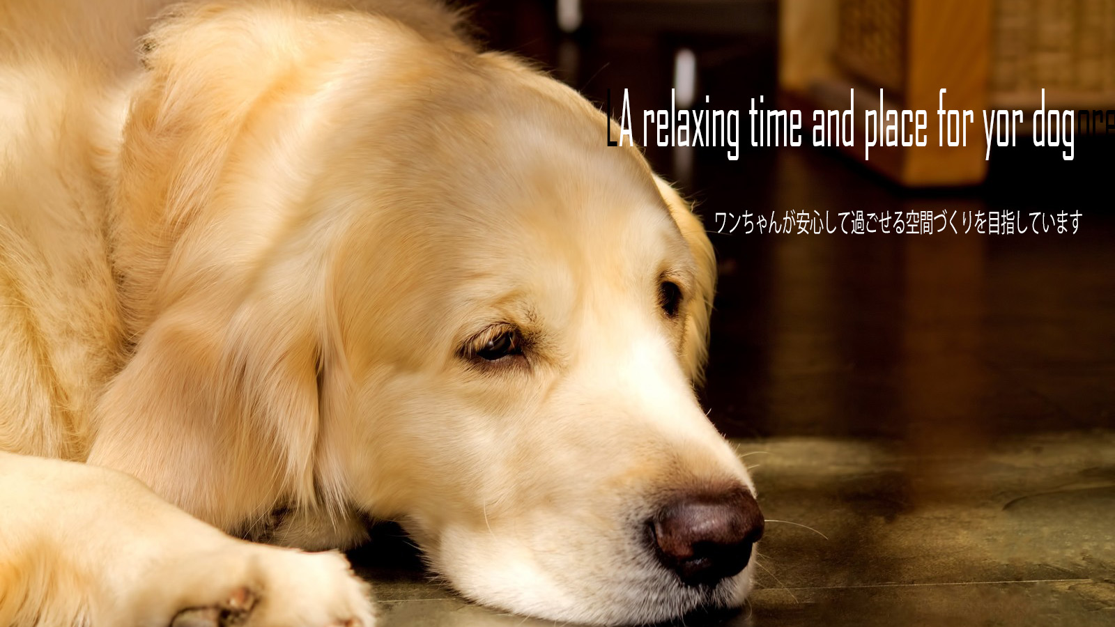 dog