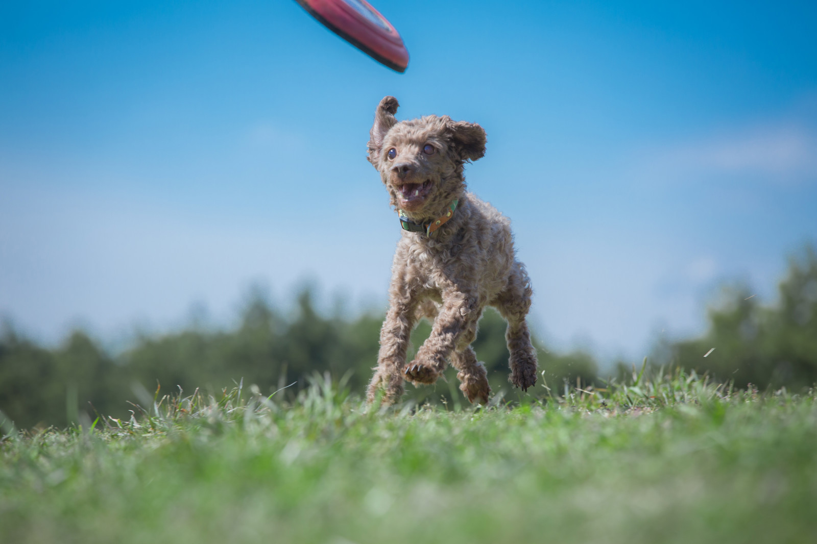 dog