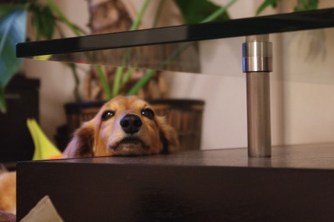 dog