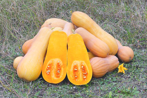 秋野菜