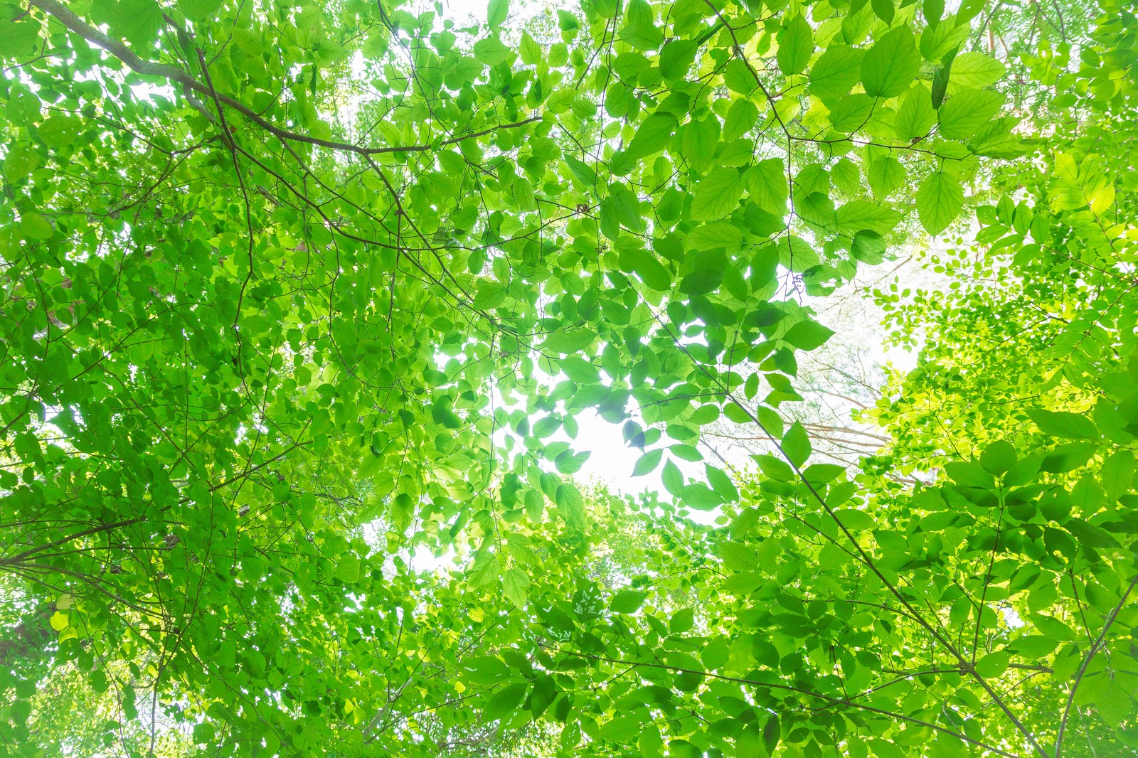 山の写真トップ