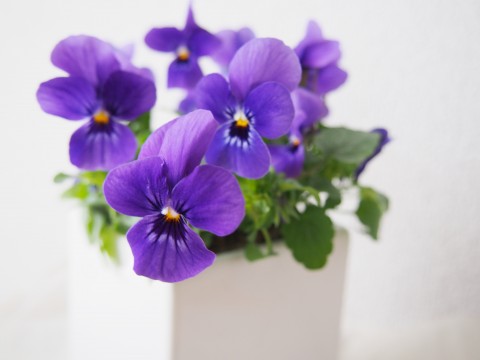 ビオラの花
