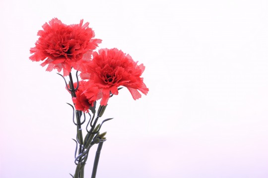 カーネーションの花