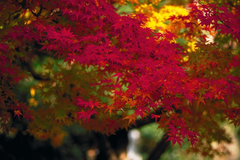momiji