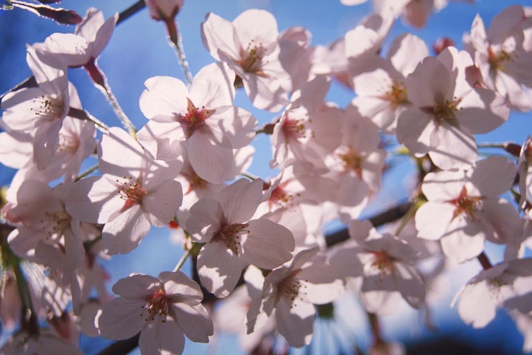 sakura