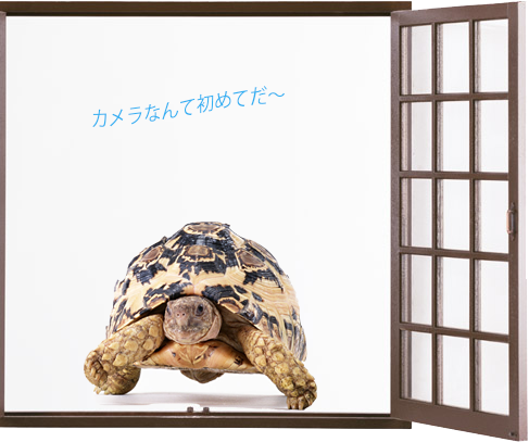 kame