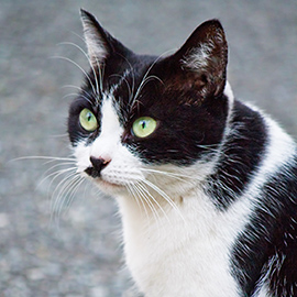 白黒ハチワレ