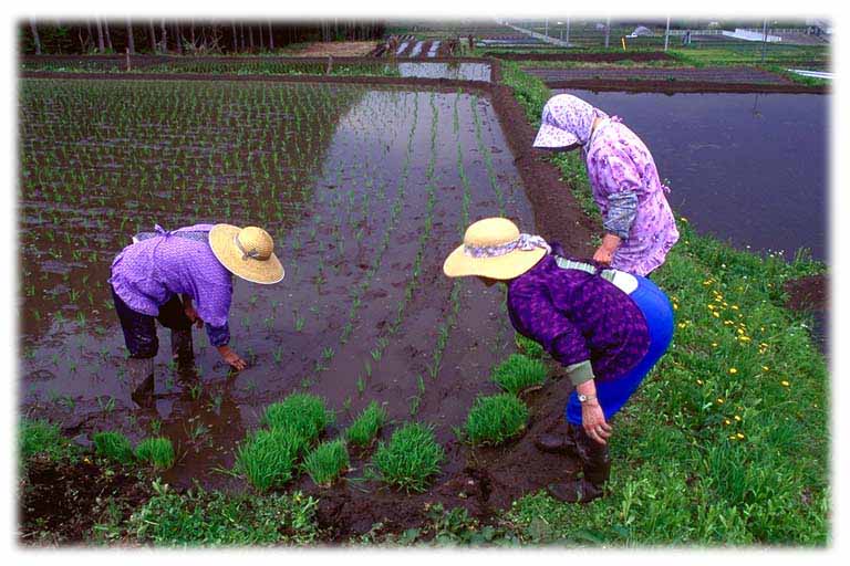 田植えの写真