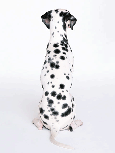 犬