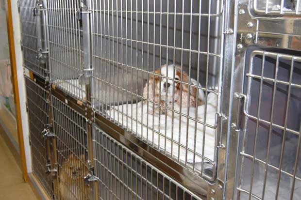 犬舎