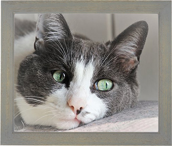 預かり猫　北斗