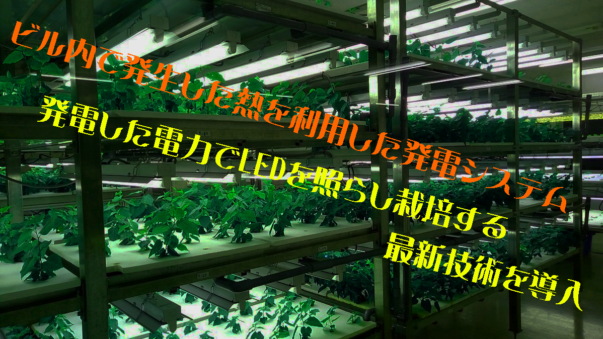 ビル栽培