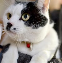 ぶち