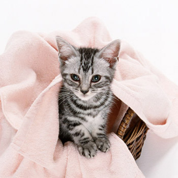 ねこ