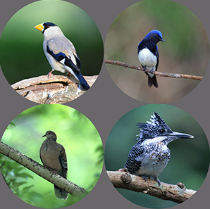 野鳥観察