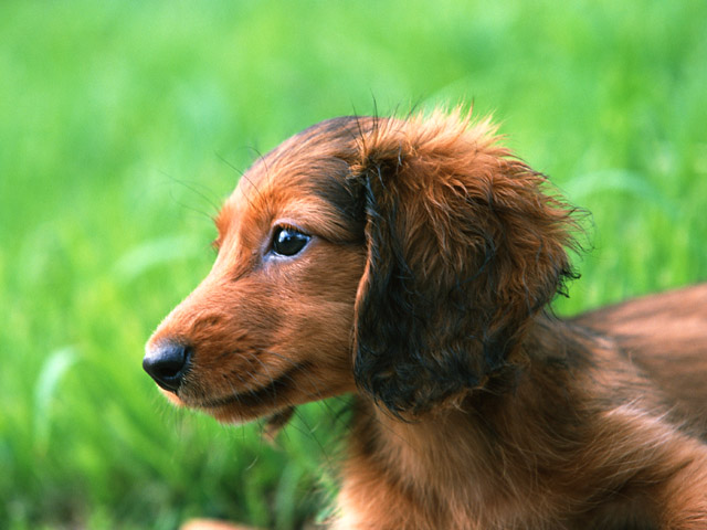小型犬エリア