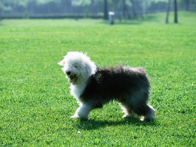 大型犬エリア