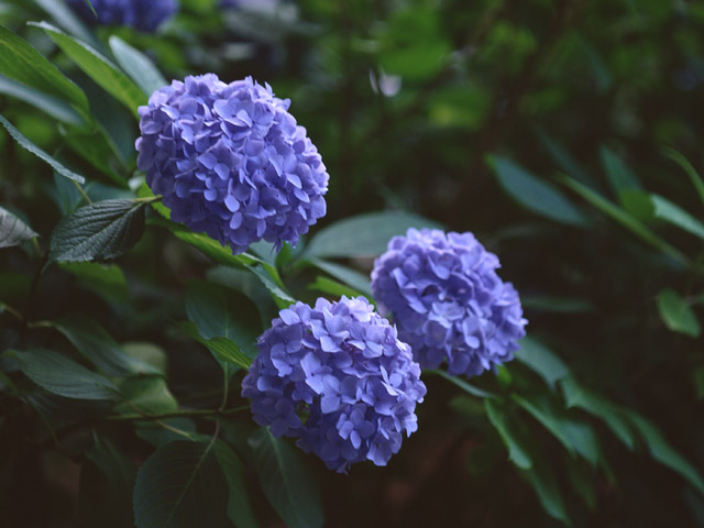 初夏の紫陽花